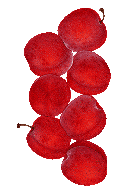 apples